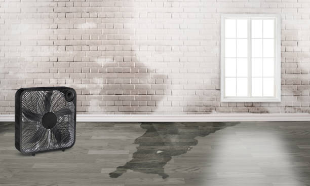 Best Water damage repair service  in Ione, CA